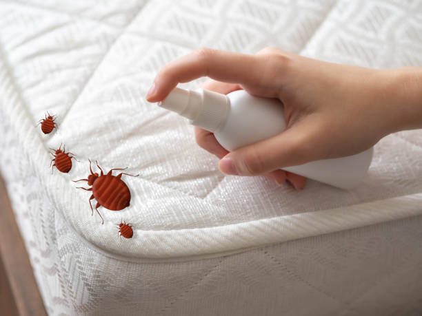 Best Local Pest Control Services  in White Hall, AR