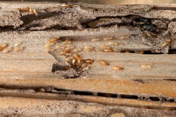 Pest Prevention Services in White Hall, AR